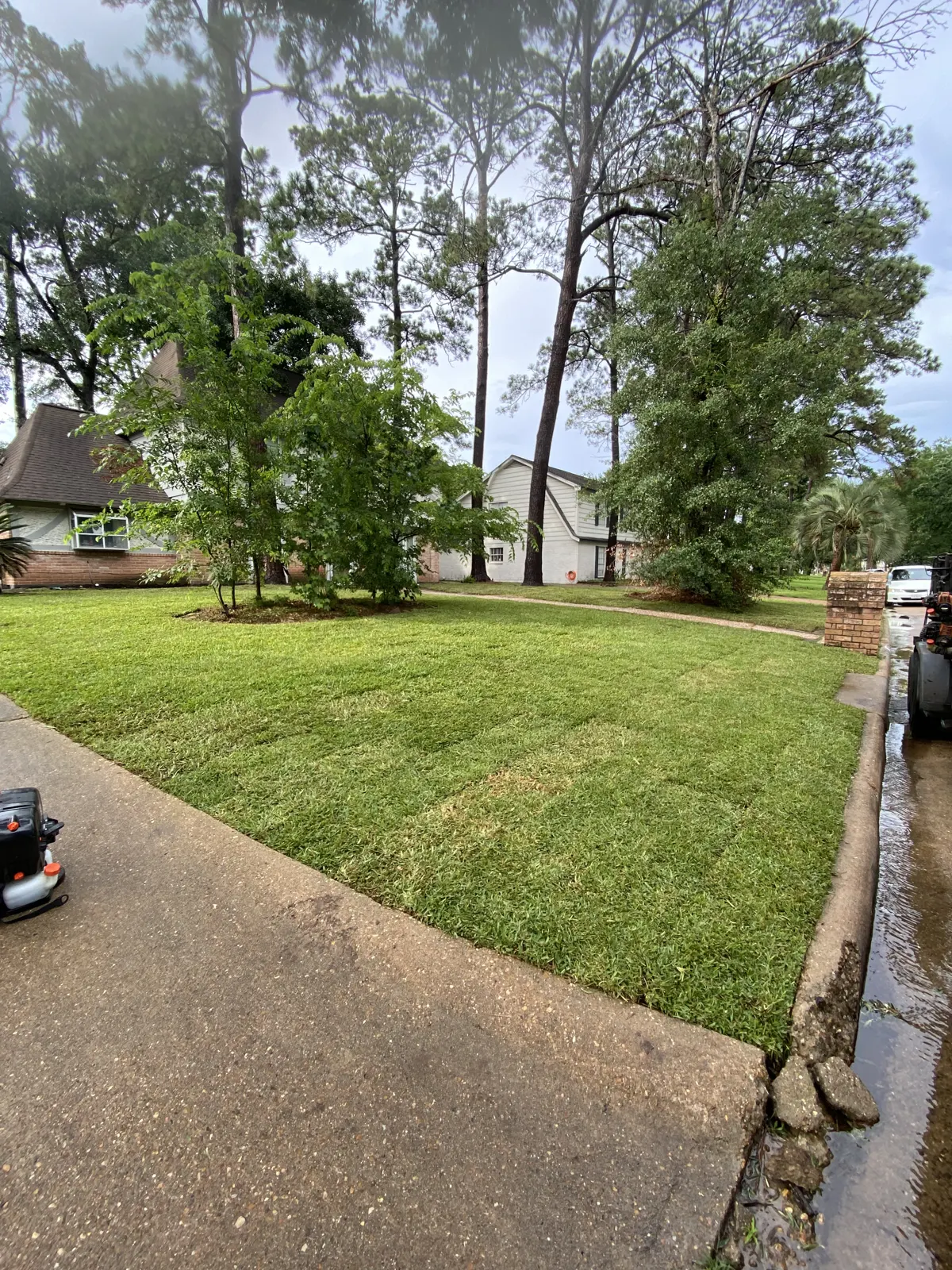 A green lawn and established trees beside a residential driveway
